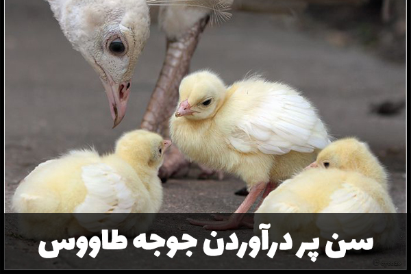 سن پر درآوردن جوجه طاووس