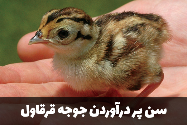 سن پر درآوردن جوجه قرقاول