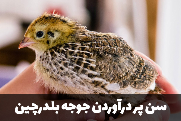 سن پر درآوردن جوجه بلدرچین