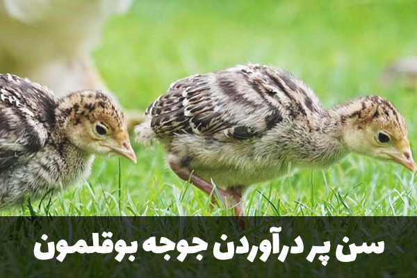 سن پر درآوردن جوجه بوقلمون