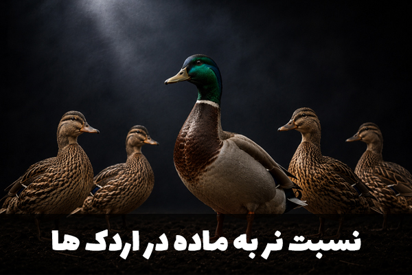 نسبت نر به ماده در اردک