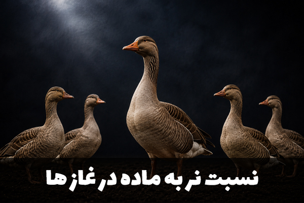 نسبت نر به ماده در غاز