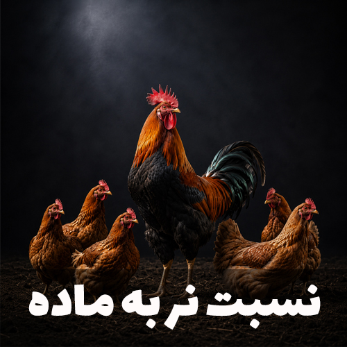 نسبت نر به ماده در طیور