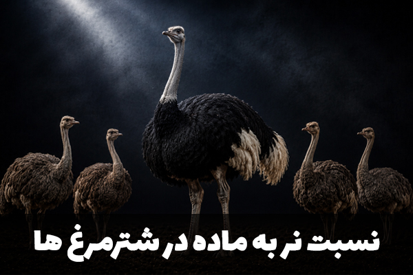 نسبت نر به ماده در شترمرغ