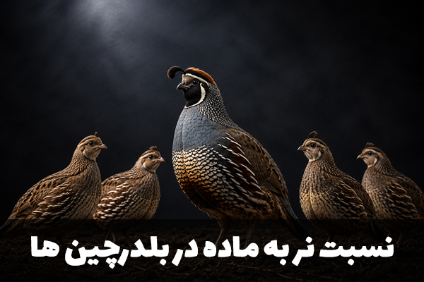 نسبت نر به ماده در بلدرچین