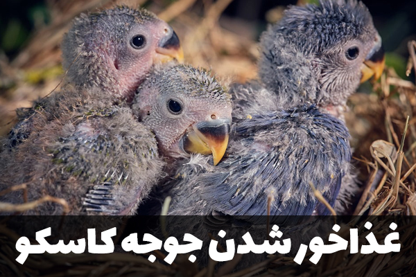 سن غذاخور شدن جوجه کاسکو
