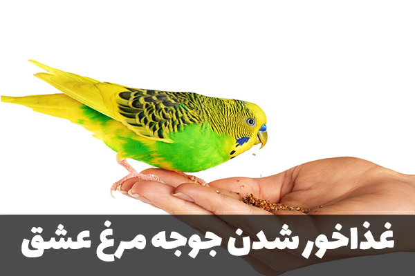 سن غذاخور شدن جوجه مرغ عشق