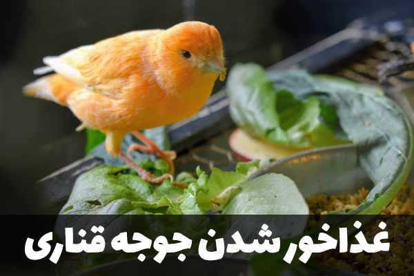 سن غذاخور شدن جوجه قناری