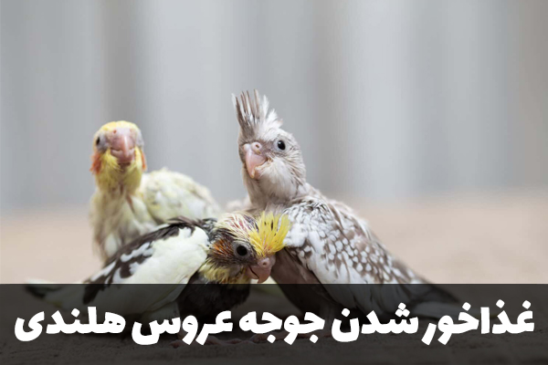 سن غذاخور شدن جوجه عروس هلندی