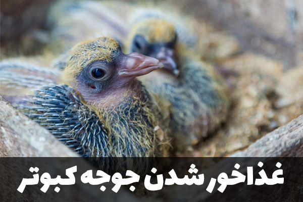 سن غذاخور شدن جوجه کبوتر