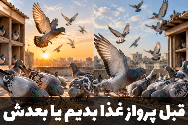 قبل از پرواز به کبوتر غذا بدیم یا بعد از پرواز؟