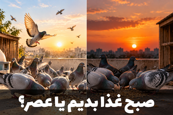 غذا دادن به کبوتر صبح بهتر است یا عصر؟