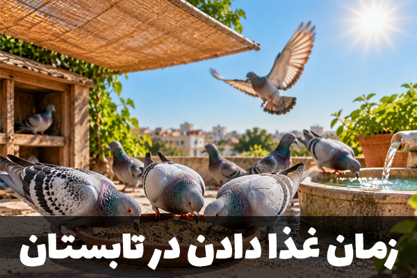 زمان غدا دادن به کبوتر در تابستان