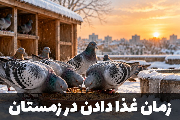 زمان غذا دادن به کبوتر در زمستان