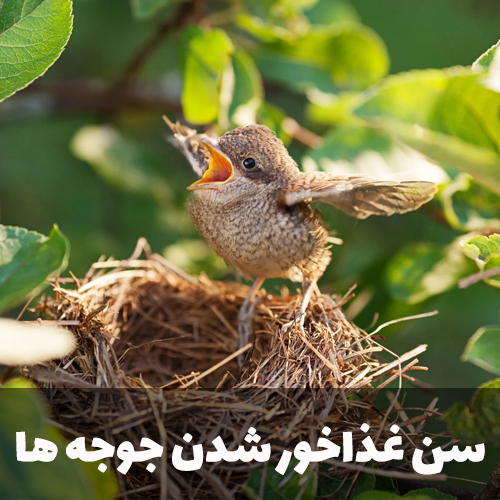 سن غذاخور شدن جوجه ها