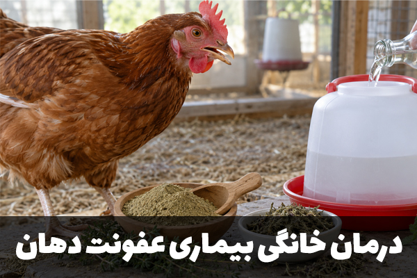 درمان خانگی عفونت دهان در طیور