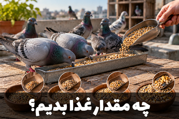 چه مقدار غدا به کبوتر بدیم؟