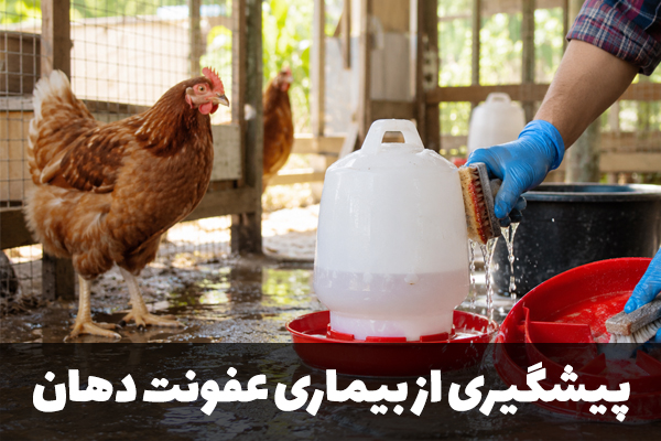 پیشگیری از عفونت دهان در پرنده ها