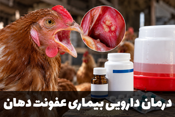 درمان دارویی بیماری عفونت دهان در طیور