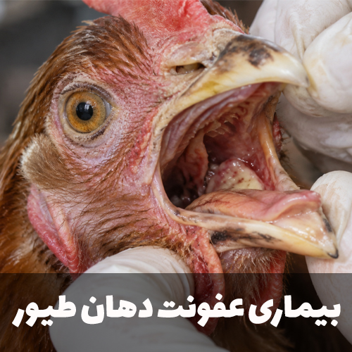 عفونت دهان در طیور