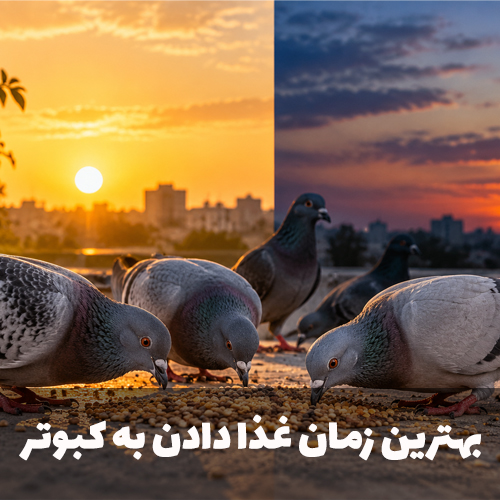 بهترین زمان غذا دادن به کبوتر