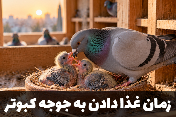 بهترین زمان غذا دادن به جوجه کبوتر